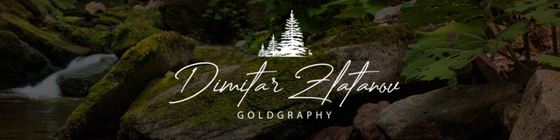 Profile Banner