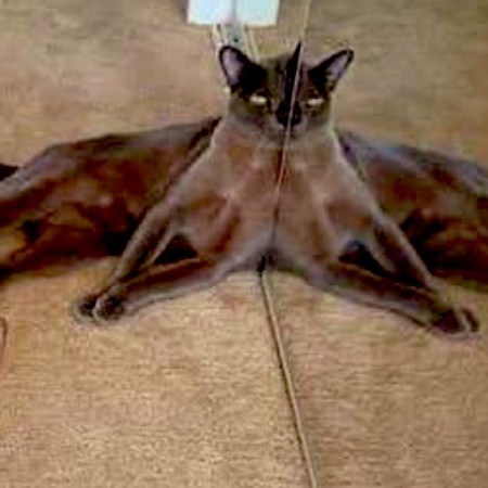 TheAnonomist's avatar