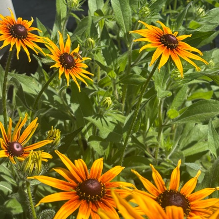 Rebelgardener